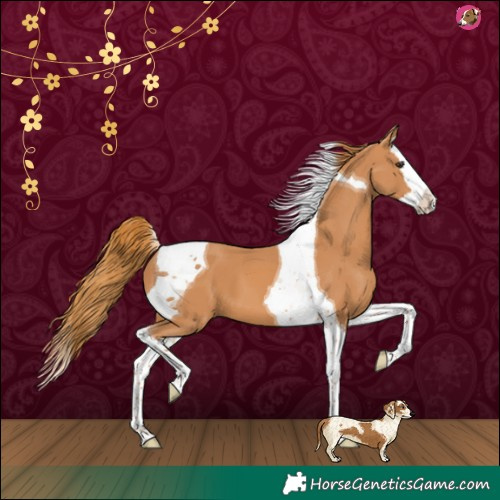 Horse Color:Chestnut Splash Tobiano 