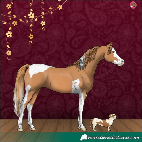 Horse Color:Chestnut Splash Tobiano 