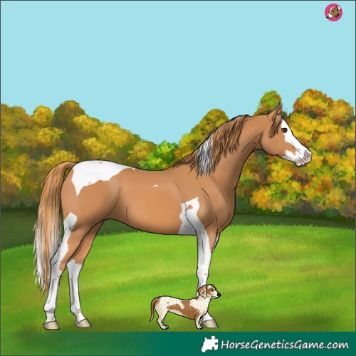 Horse Color:Chestnut Splash Tobiano 
