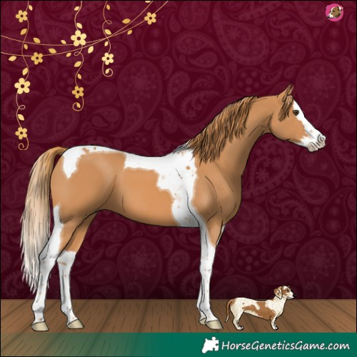 Horse Color:Chestnut Splash Tobiano 