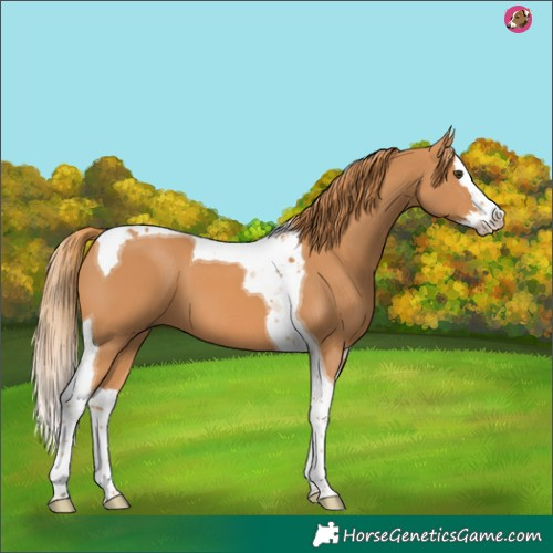 Horse Color:Chestnut Splash Tobiano 