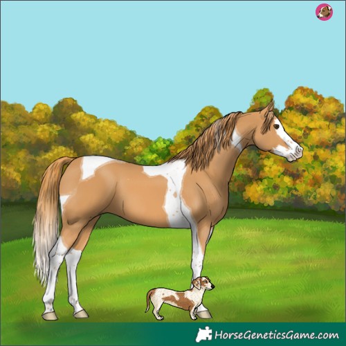 Horse Color:Chestnut Splash Tobiano 