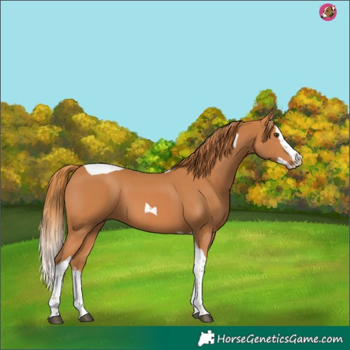 Horse Color:Chestnut Splash Tobiano 