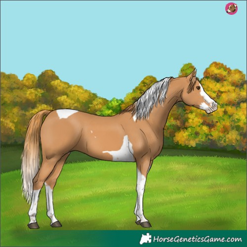 Horse Color:Chestnut Splash Tobiano 