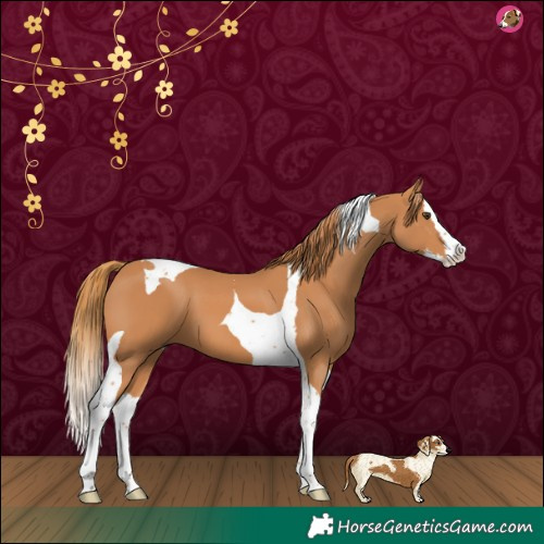 Horse Color:Chestnut Splash Tobiano