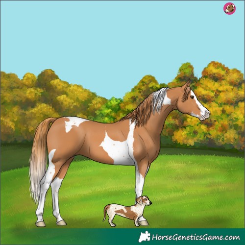 Horse Color:Chestnut Splash Tobiano 