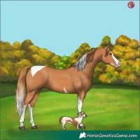 Horse Color:Chestnut Splash Tobiano 
