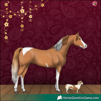 Horse Color:Chestnut Splash Tobiano