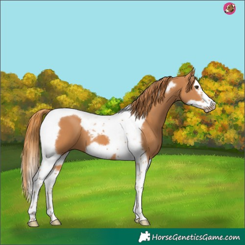 Horse Color:Chestnut Splash Tobiano Frame 