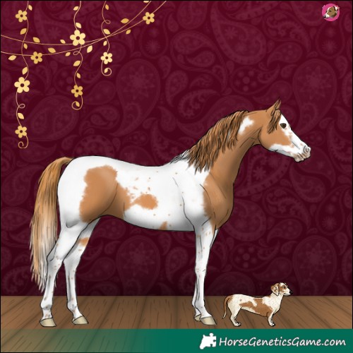 Horse Color:Chestnut Splash Tobiano Frame 