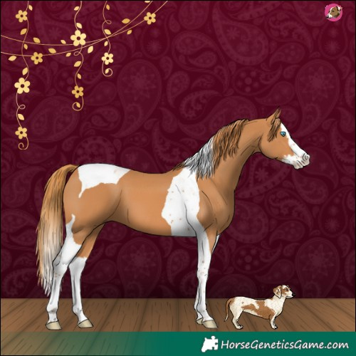 Horse Color:Chestnut Splash Tobiano 
