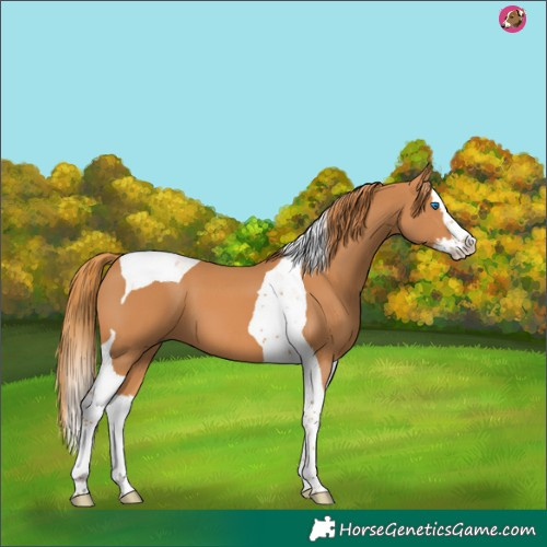 Horse Color:Chestnut Splash Tobiano 