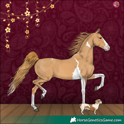 Horse Color:Chestnut Splash Tobiano 