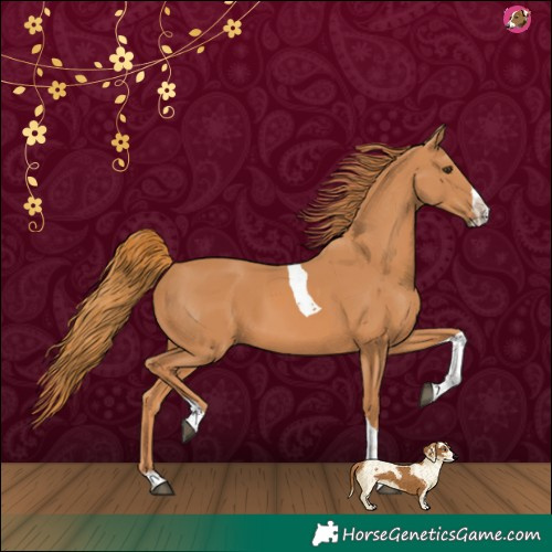 Horse Color:Chestnut Splash Tobiano 