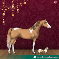 Horse Color:Chestnut Splash Tobiano 