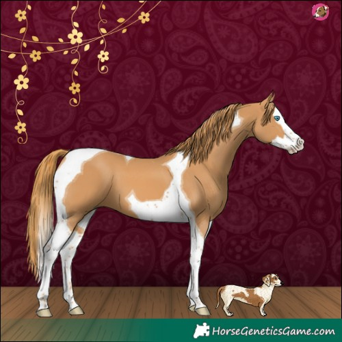 Horse Color:Chestnut Splash Tobiano 