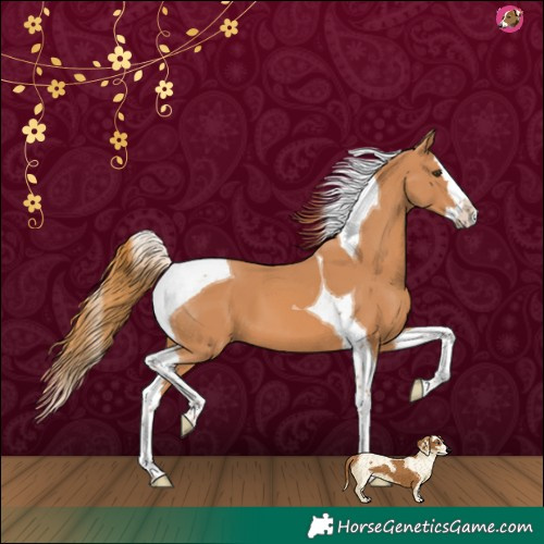 Horse Color:Chestnut Splash Tobiano 