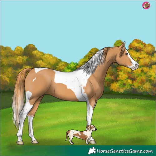 Horse Color:Chestnut Splash Tobiano