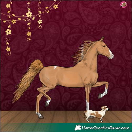 Horse Color:Chestnut Splash Tobiano 