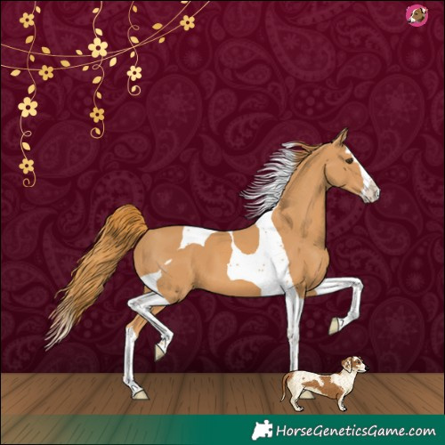 Horse Color:Chestnut Splash Tobiano 
