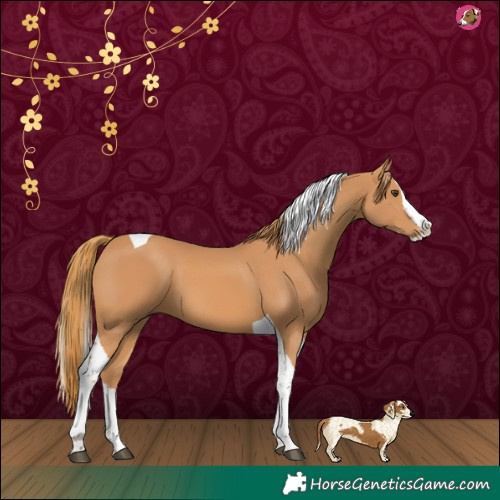 Horse Color:Chestnut Splash Tobiano 