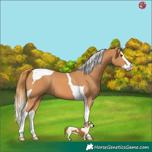 Horse Color:Chestnut Splash Tobiano 