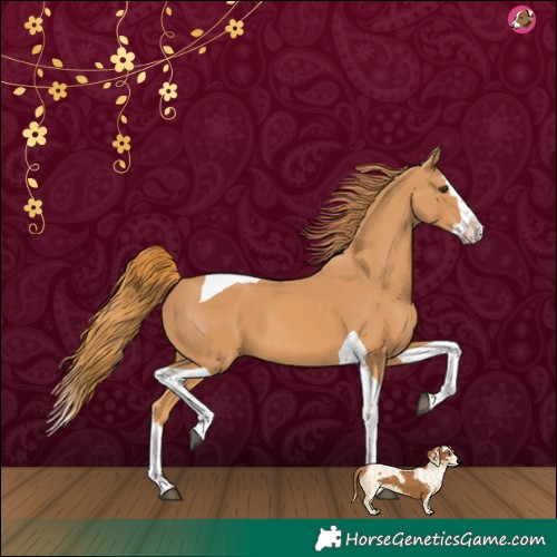 Horse Color:Chestnut Splash Tobiano 