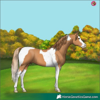 Horse Color:Chestnut Splash Tobiano