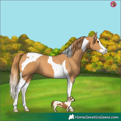 Horse Color:Chestnut Splash Tobiano 