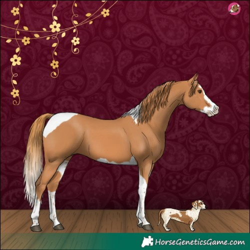 Horse Color:Chestnut Splash Tobiano