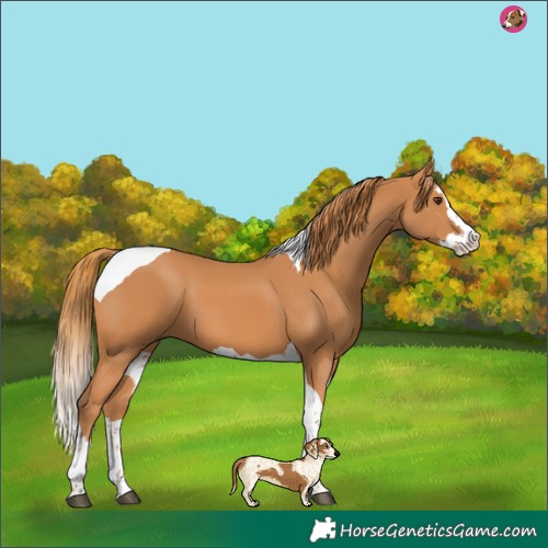 Horse Color:Chestnut Splash Tobiano 
