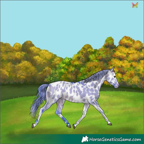 Horse Color:Watercolor Brown Dun Splash Tobiano Appaloosa 