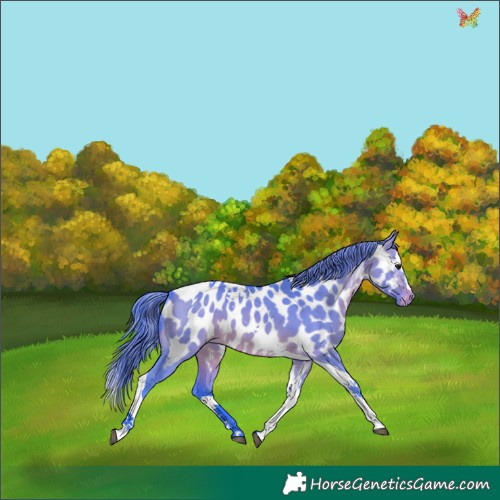 Horse Color:Watercolor Brown Dun Splash Tobiano Appaloosa 