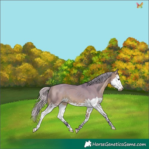 Horse Color:Watercolor White Spotted Silver Bay Dun Splash 