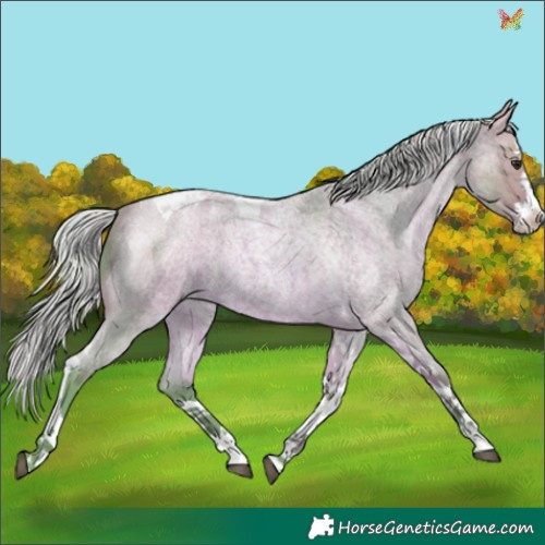 Horse Color:Watercolor Silver Buckskin Roan Splash Tobiano 