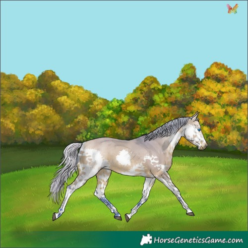 Horse Color:Watercolor White Spotted Silver Bay Dun Splash 