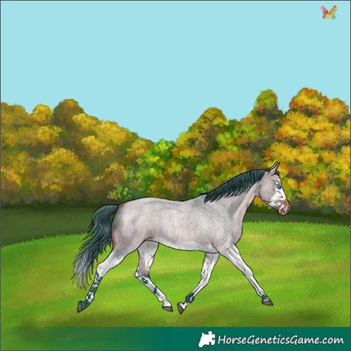 Horse Color:Watercolor White Spotted Bay Roan Dun Splash 