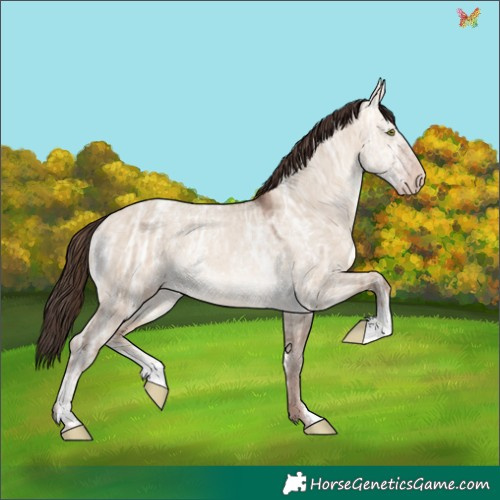 Horse Color:Amber Champagne Ice Dun Sabino