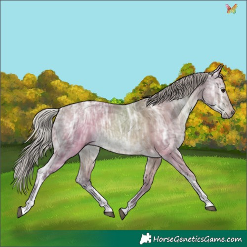 Horse Color:Silver Brown Ice Dun Sabino 
