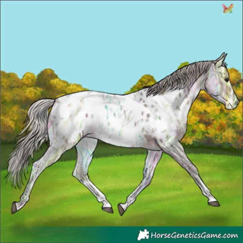 Horse Color:Silver Brown Ice Sabino Appaloosa 