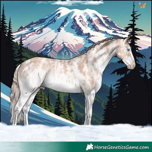 Horse Color:Gold Champagne Ice Sabino Frame 