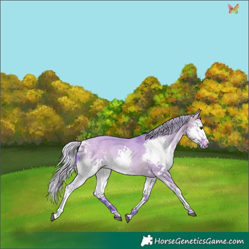 Horse Color:Watercolor Silver Buckskin Dun Splash Tobiano 