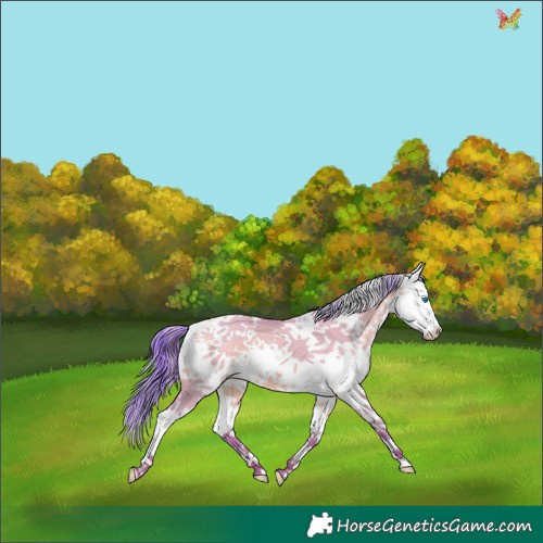 Horse Color:Watercolor White Spotted Sable Champagne Dun Sabino Splash 