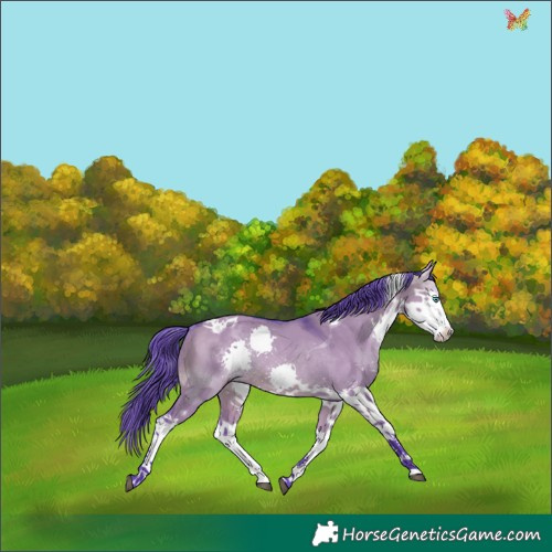 Horse Color:Watercolor Brown Dun Splash Tobiano Rabicano 