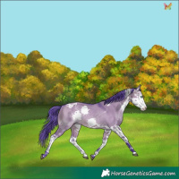 Horse Color:Watercolor Brown Dun Splash Tobiano Rabicano 