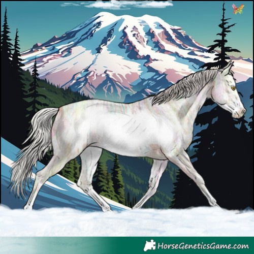Horse Color:Silver Amber Champagne Ice Sabino Frame