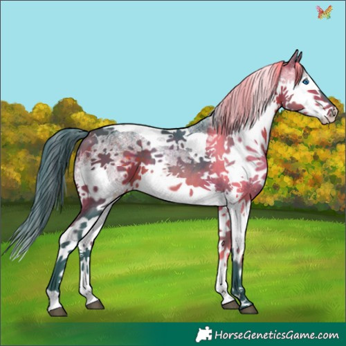 Horse Color:Watercolor White Spotted Bay Splash Tobiano