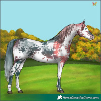 Horse Color:Watercolor White Spotted Bay Splash Tobiano