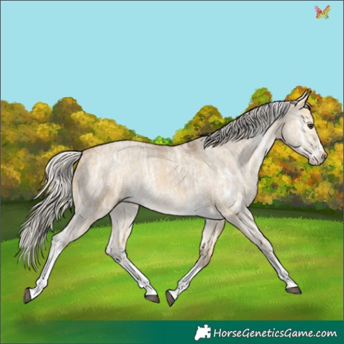 Horse Color:Silver Buckskin Ice Dun Sabino Tobiano 