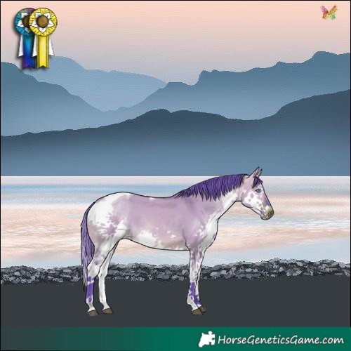 Horse Color:Watercolor Bay Dun Splash Tobiano  and Watercolor Bay Dun Splash Tobiano 